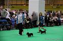 Crufts2011_2 955